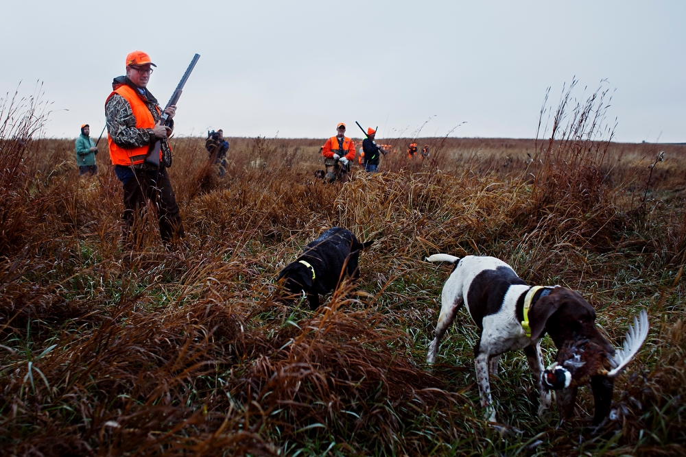  A dog retrieves a bird as Republican presidential candidate Rick Santorum walks through the fields as he hunts pheasants at The Hole N the Wall Lodge on Saturday, October 31, 2015 in Akron, Iowa.
 