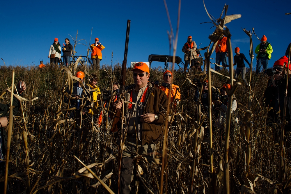  Republican presidential candidate Ted Cruz walks through the fields as he hunts pheasants at The Hole N the Wall Lodge on Saturday, October 31, 2015 in Akron, Iowa.
Republican presidential candidate Ted Cruz walks through the fields as he hunts phea