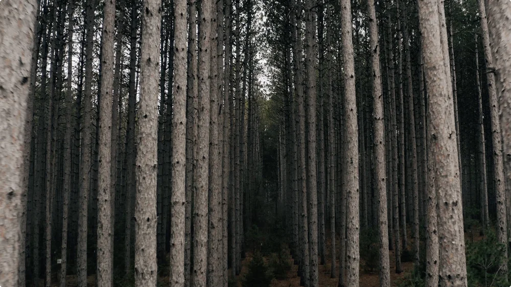 Screenshot 2025-06-09 at 4.17.09 PM.jpeg