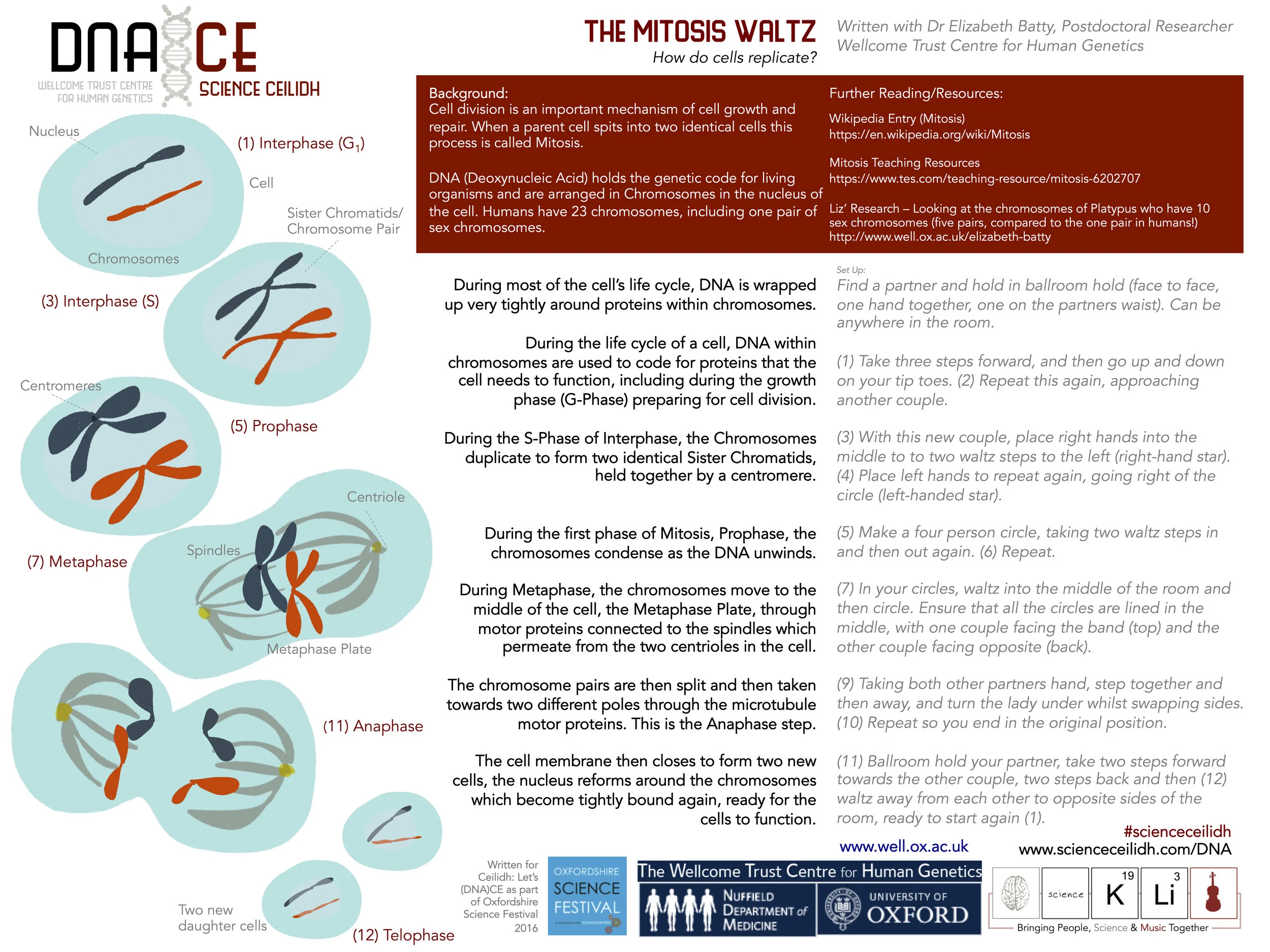 Mitosis Waltz Final.jpg