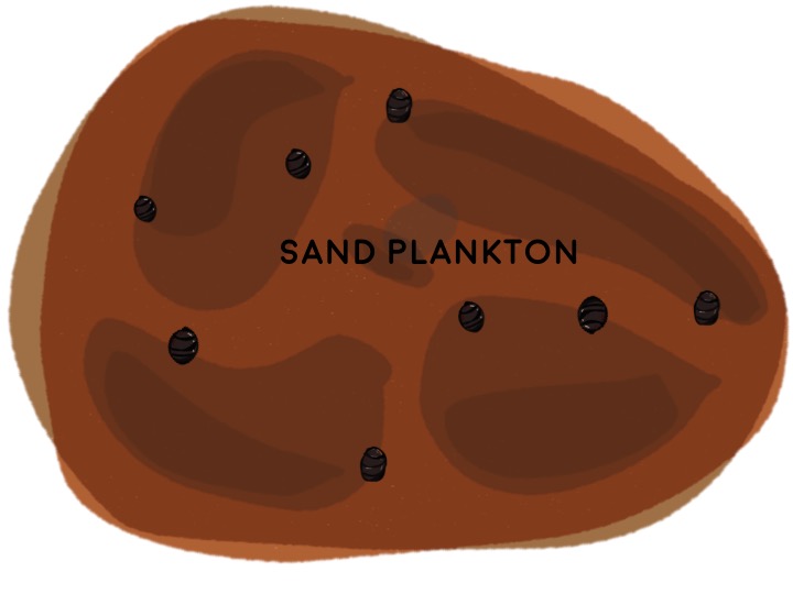 1) Sand Plankton Aerate