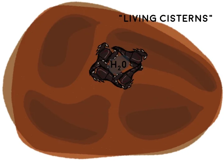 3) Living Cisterns