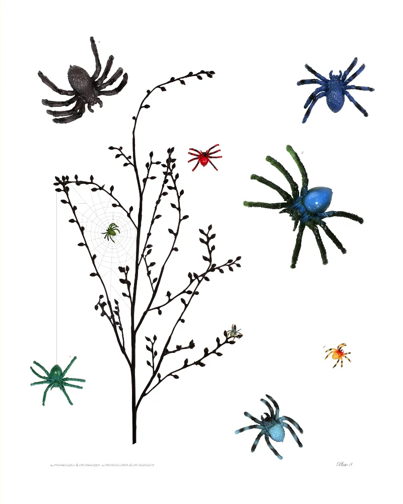 Plate 8.jpg