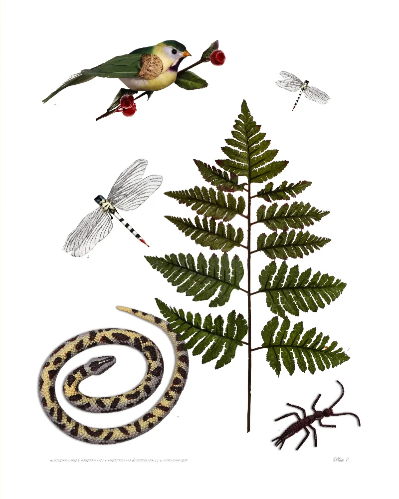 Plate 7.jpg