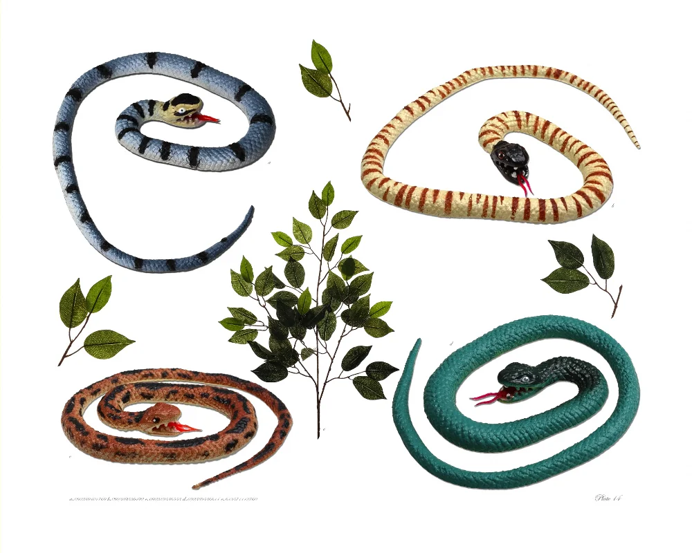 Plate 14.jpg