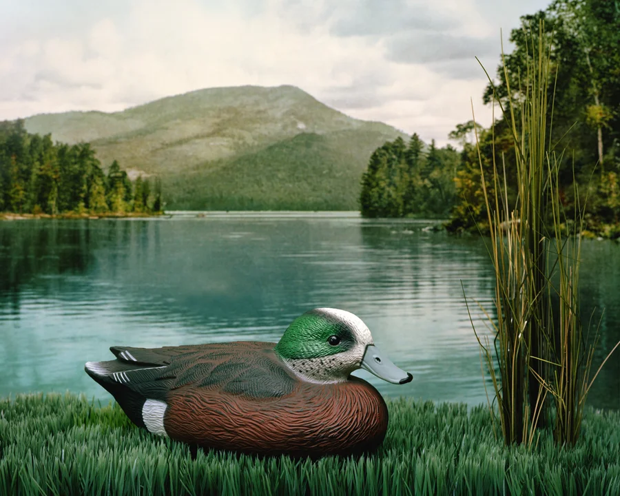 Duck.jpg