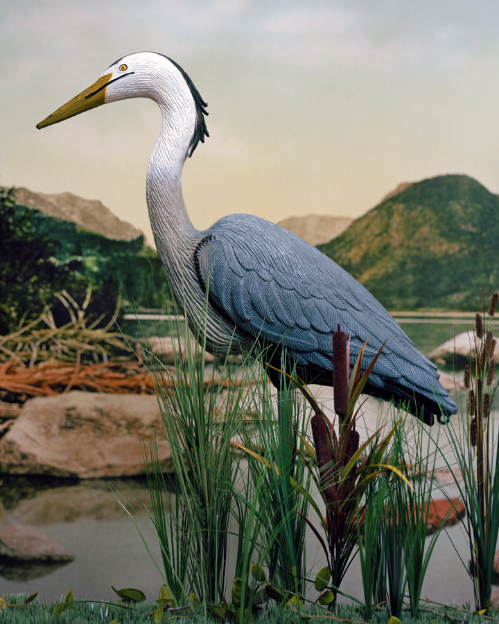 Heron.jpg