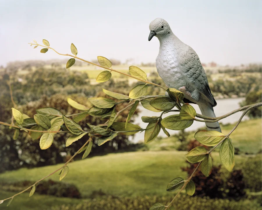 Pigeon.jpg