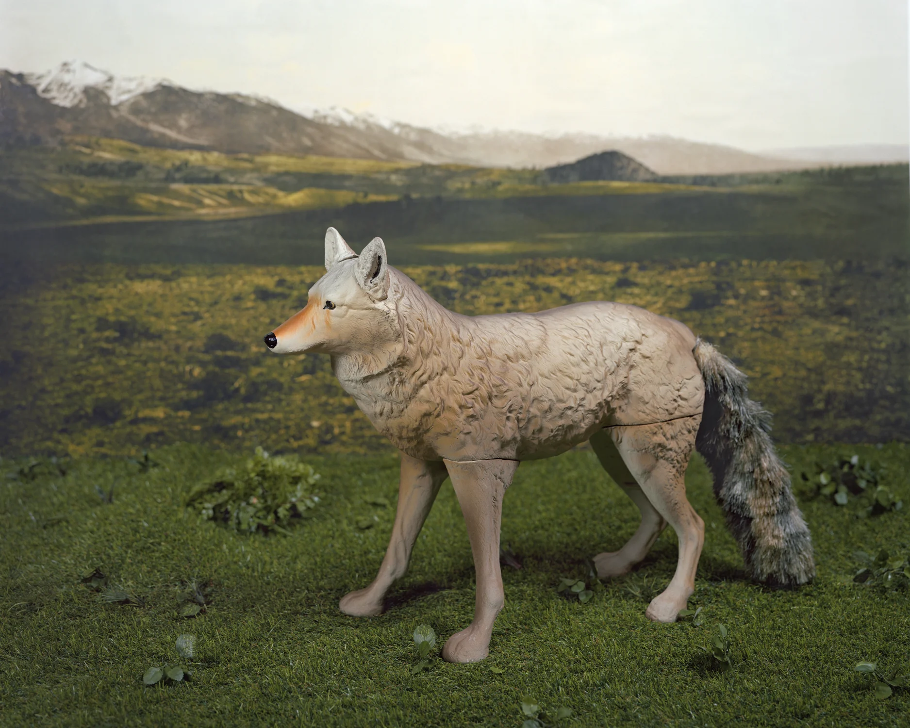 coyote.jpg