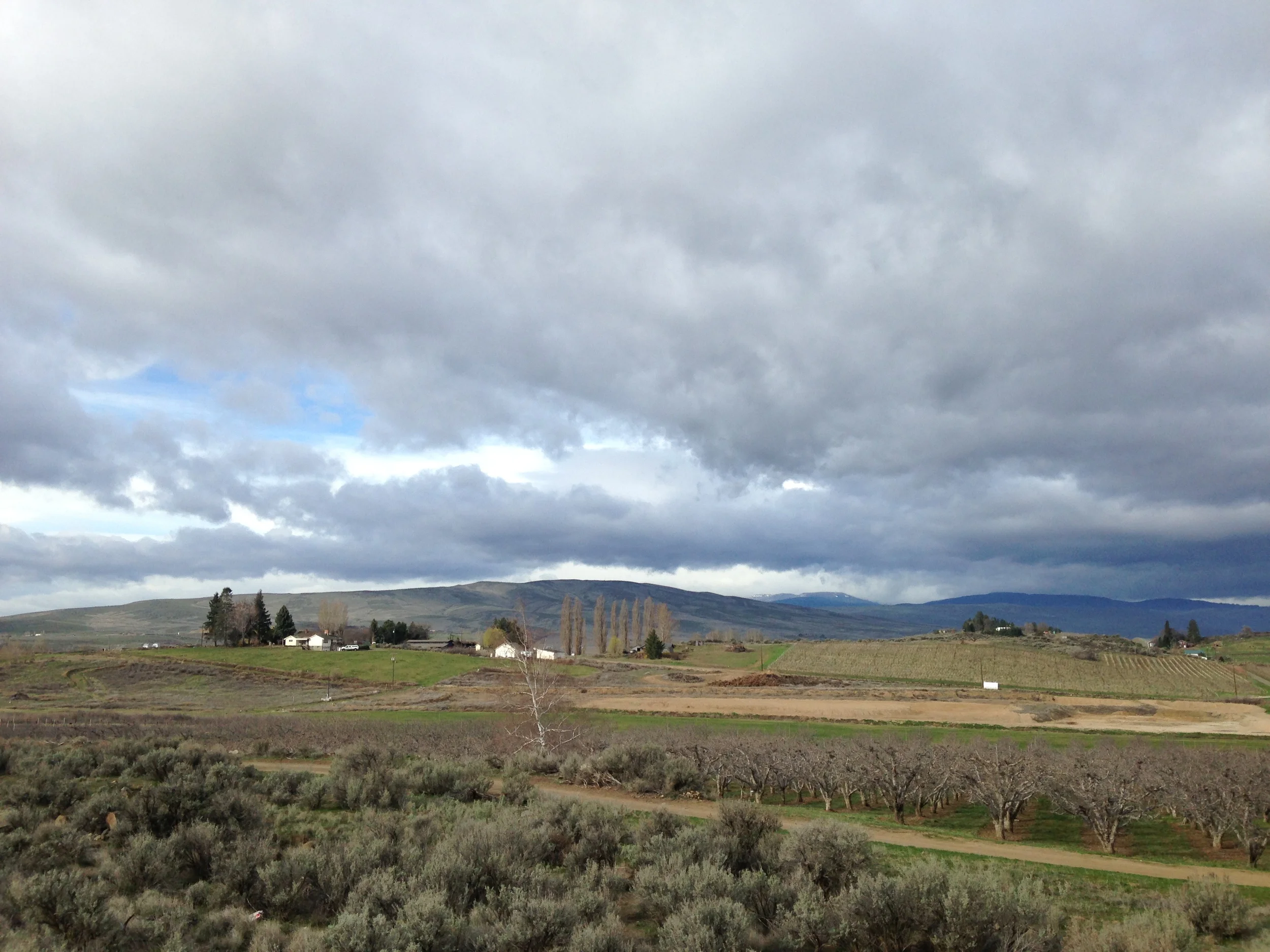 Blue hues in the mountain range, grove of apple trees-center. Behind the apples, lie vineyards in the background.