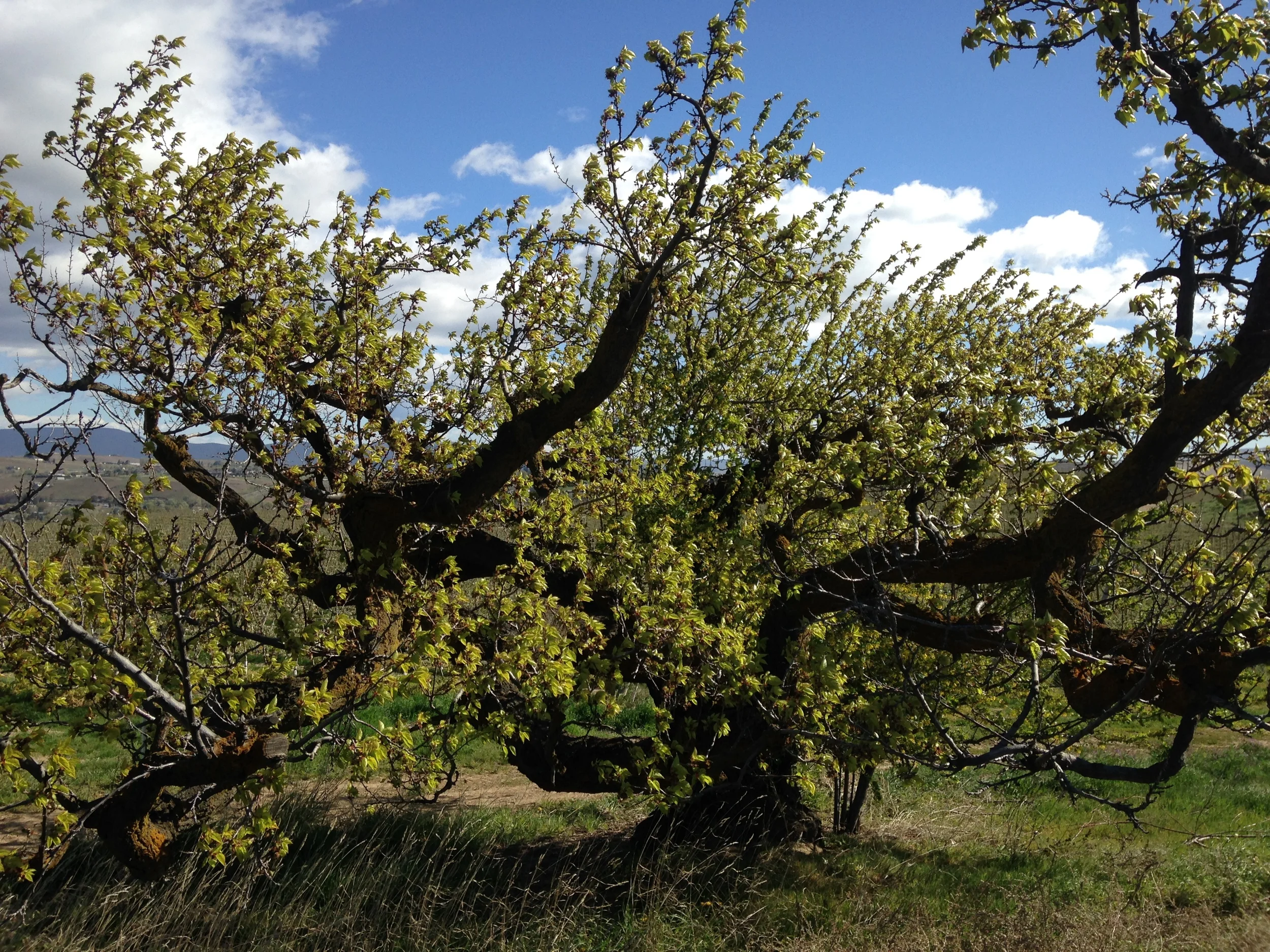 100 year-old "cot" tree. Apricot Tree, planted c 1915. Naches Heights Road.