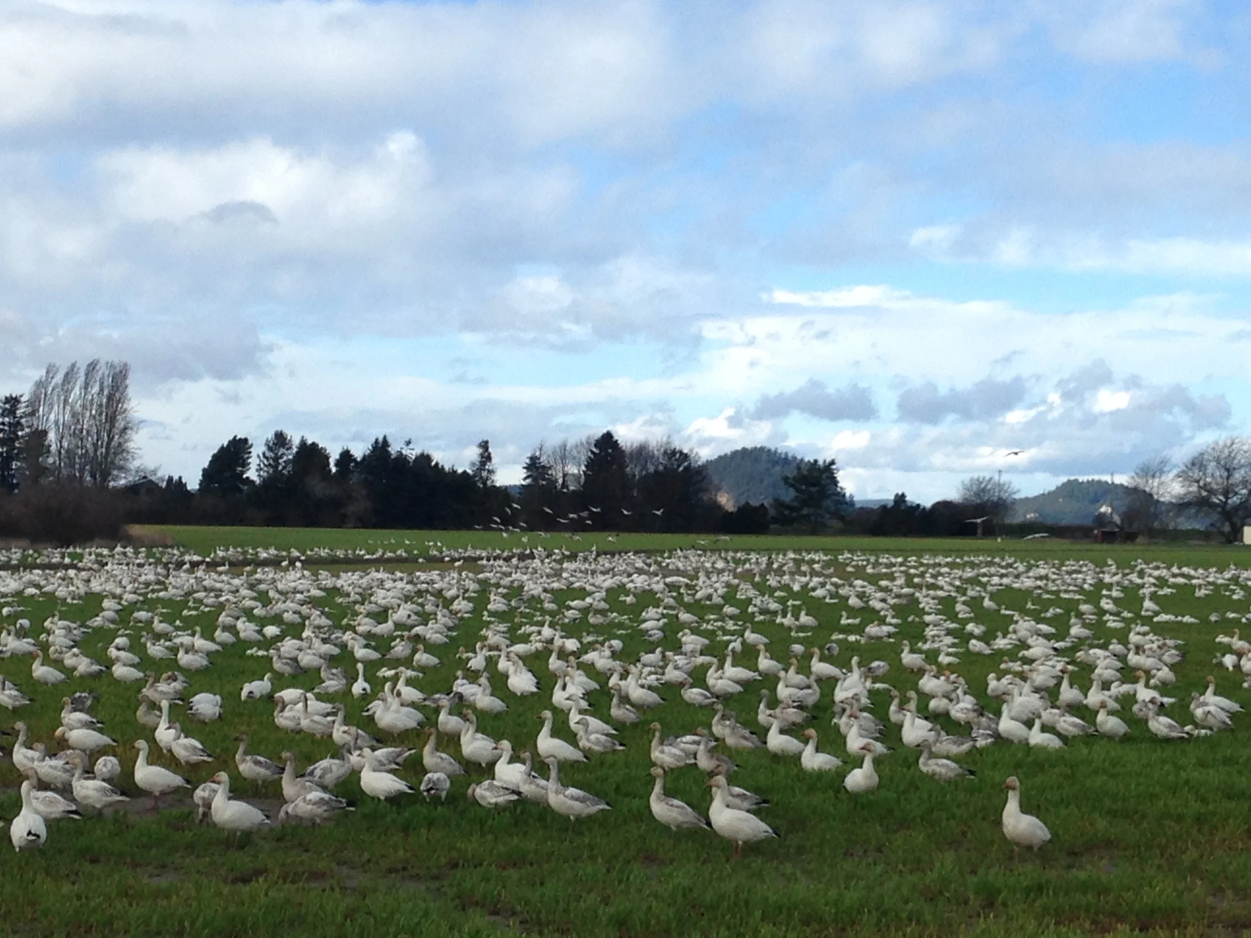 I learned from my tour guide that the Snow Geese huddle in masses. Here is a typical gathering. Geese that huddle on the ground are called a gaggle. When they are in flight, they are called a skein, a team, or a wedge; when flying close together, they are called a plump. 
