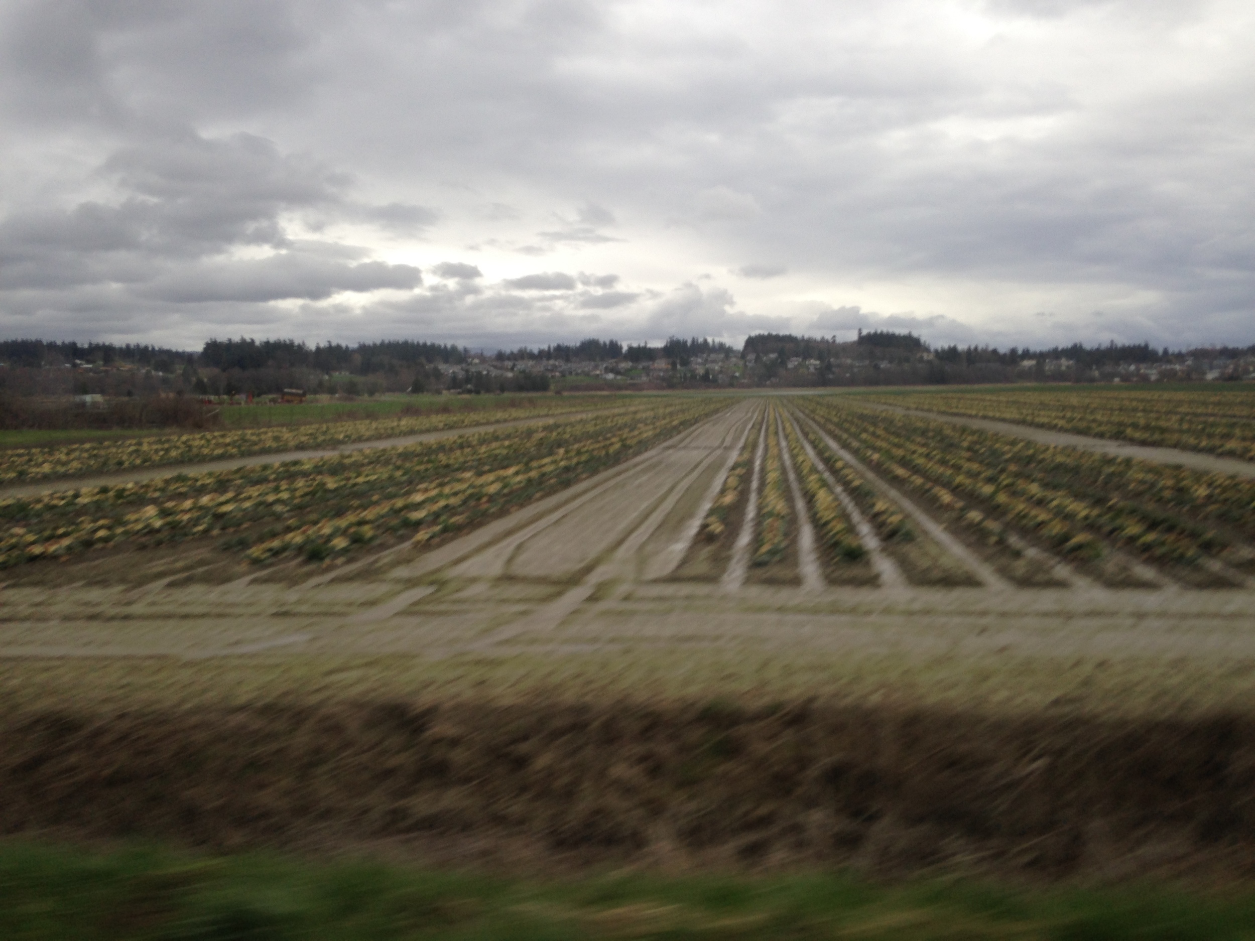 En route to Fir Island via from Stanwood.