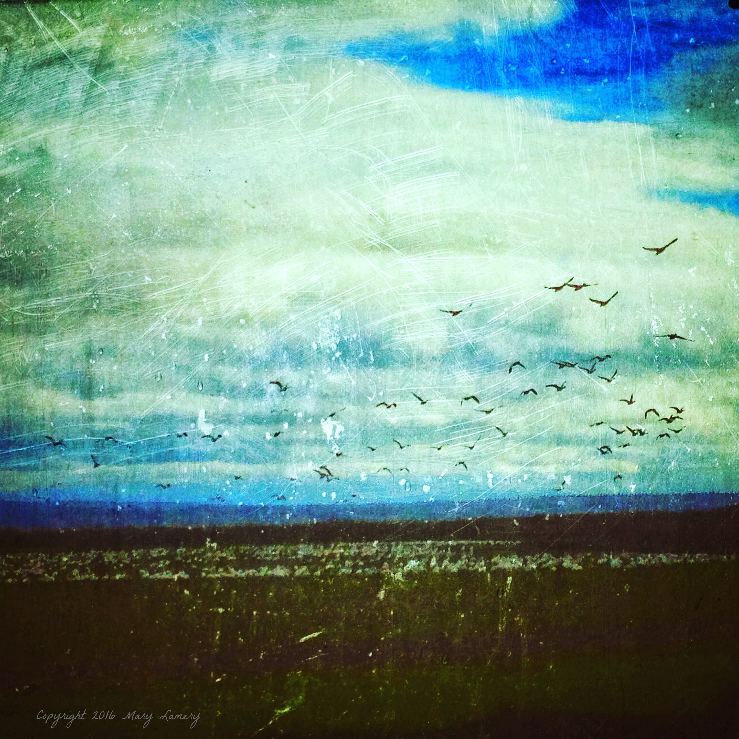 Snow geese, early morning, Skagit Valley. February 2016