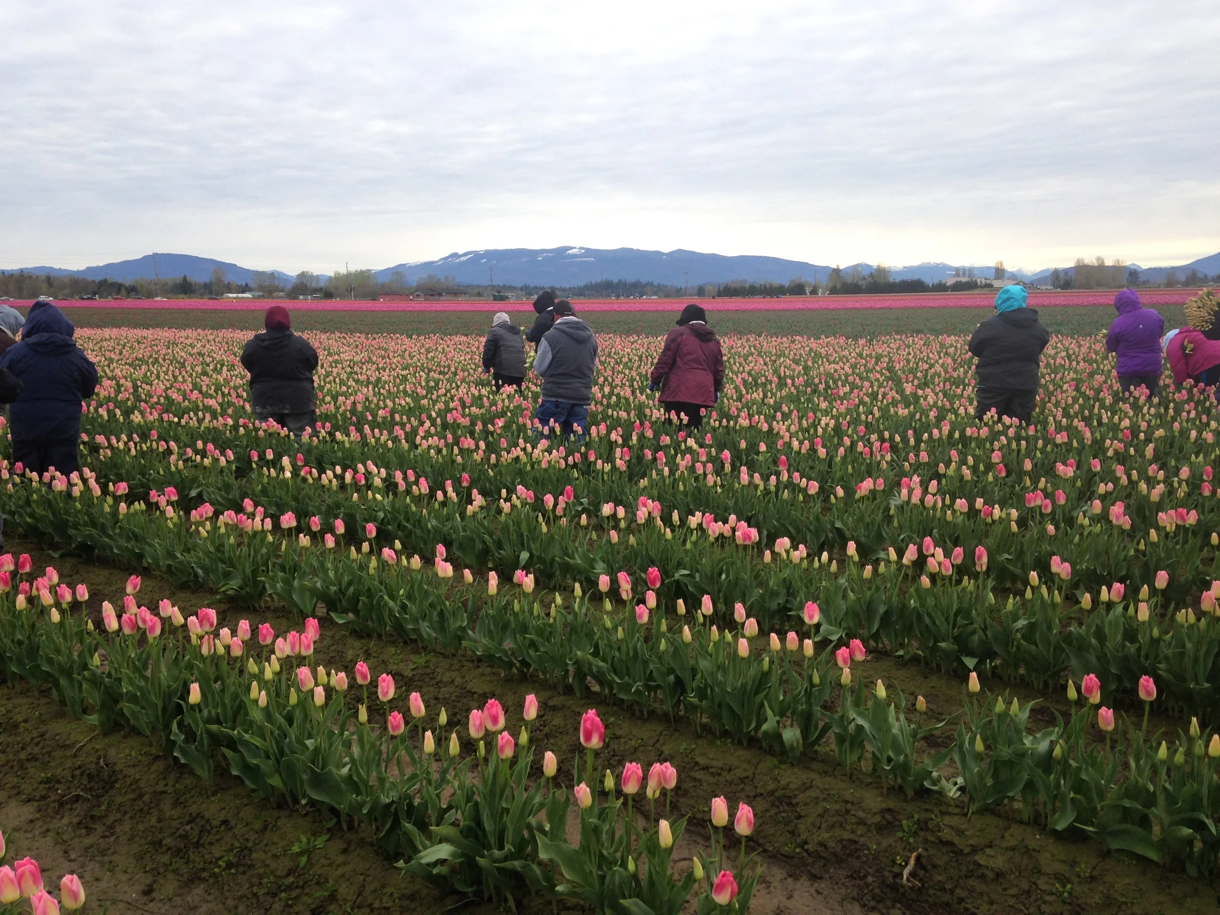 In unison, the workers advance, slowly, rhythmically. Reaching over, gently snipping the bottoms of the tulip stems.