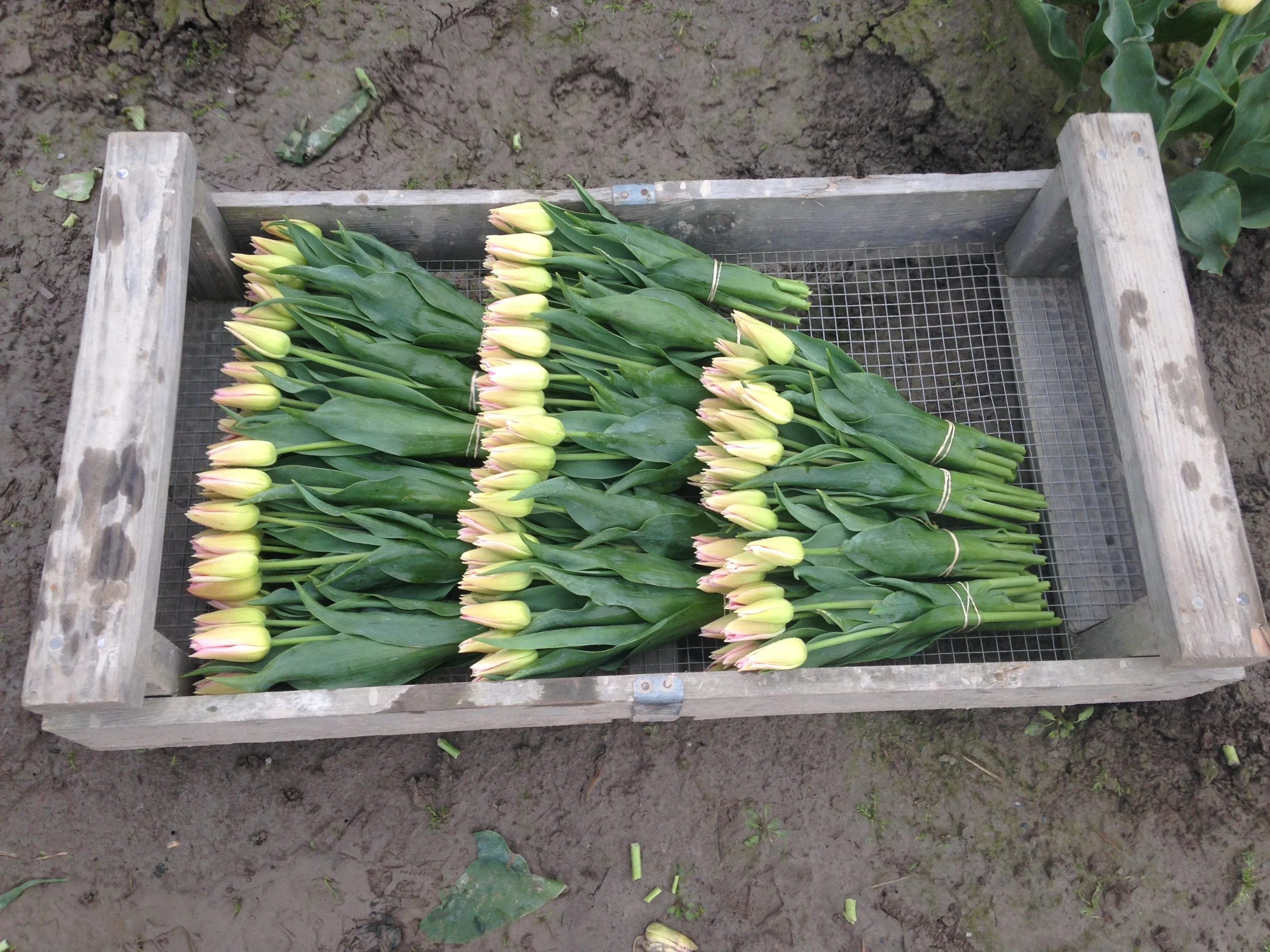 Farm to table. Neat bundles of fresh tulips, placed in boxes. 