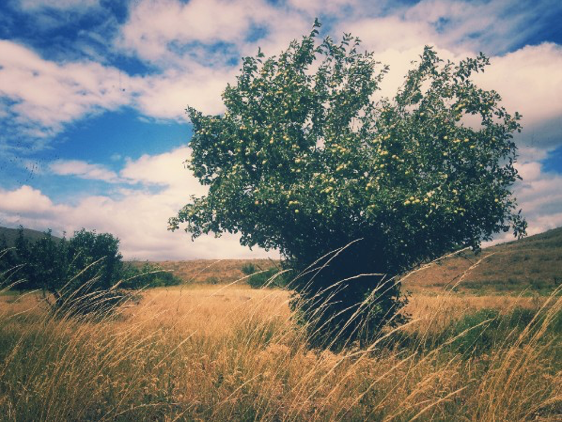 Day One. Friday. Winthrop, Methow Valley. The apple trees reminded me of Monet's haystack paintings.