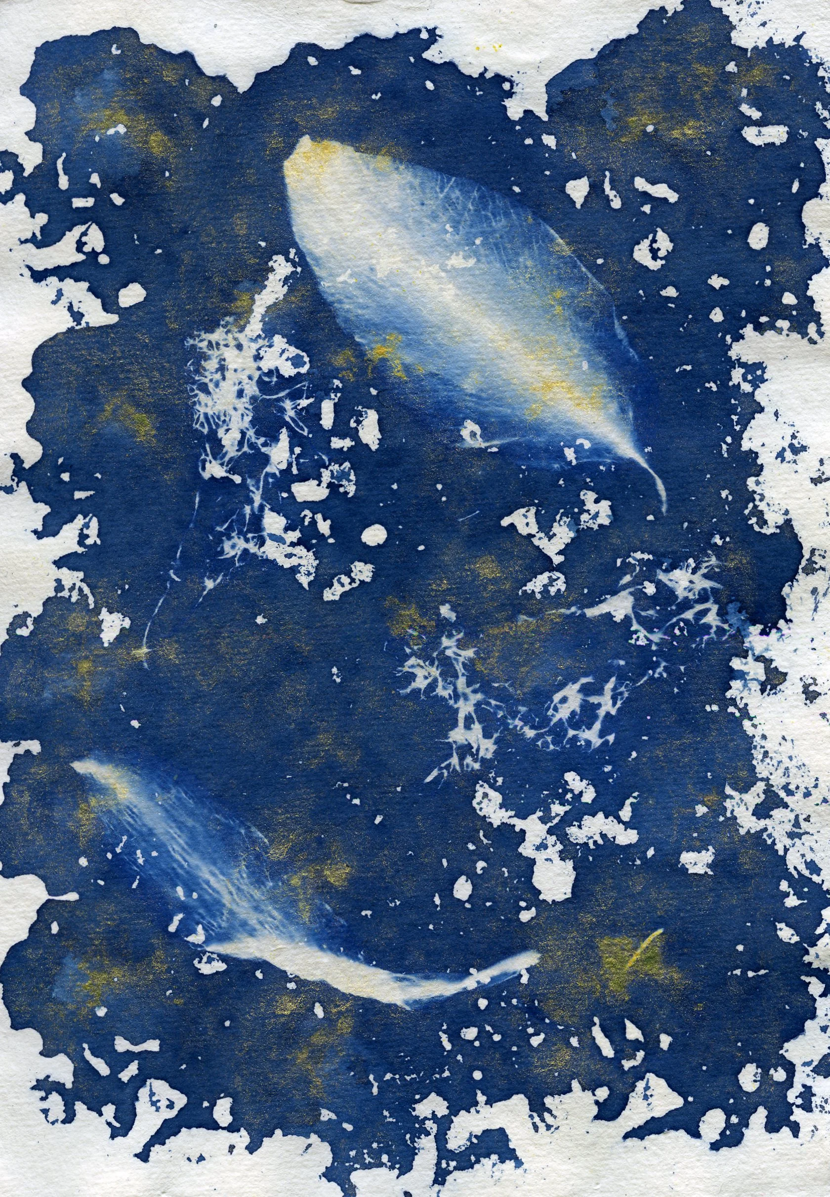 Experimental series of cyanotype with sea sponge and gold paint - 2014