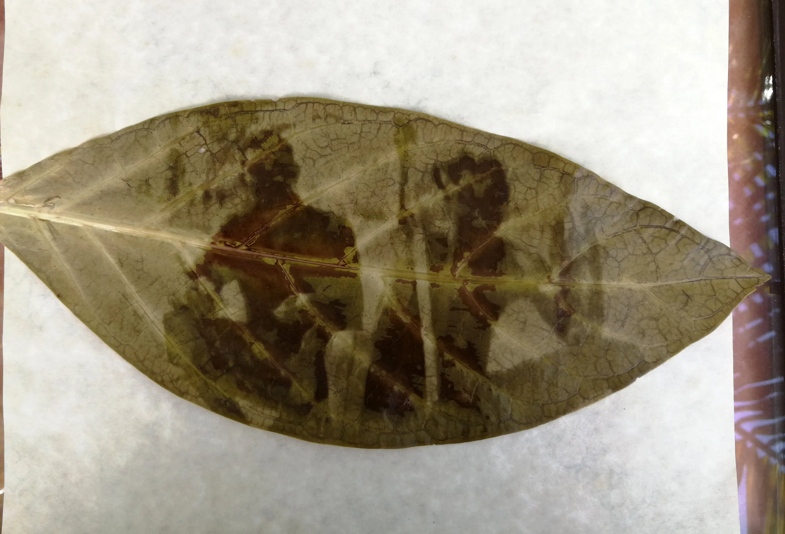 Morinda citrifolia (noni)