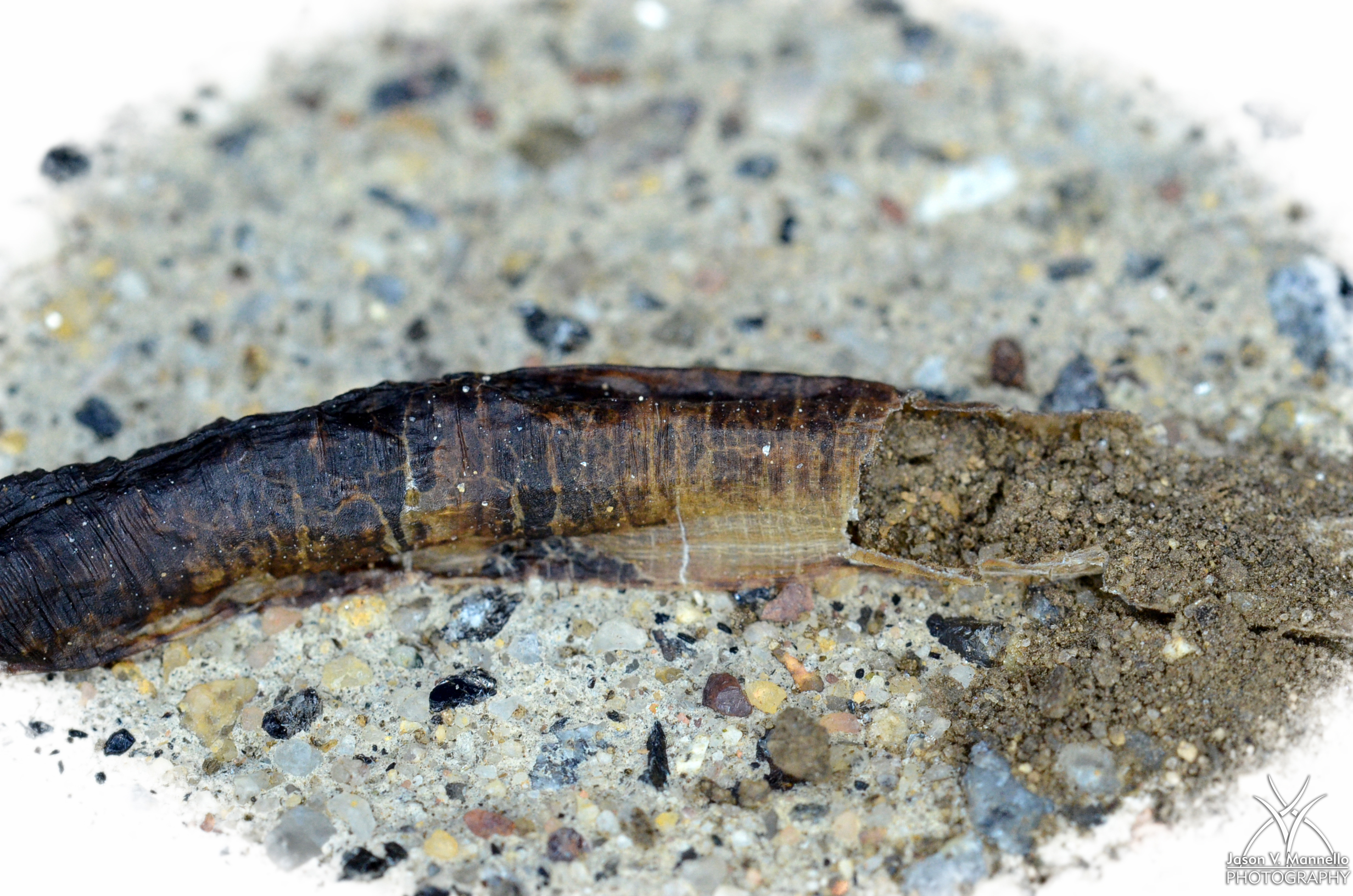 DSC_0003.jpg