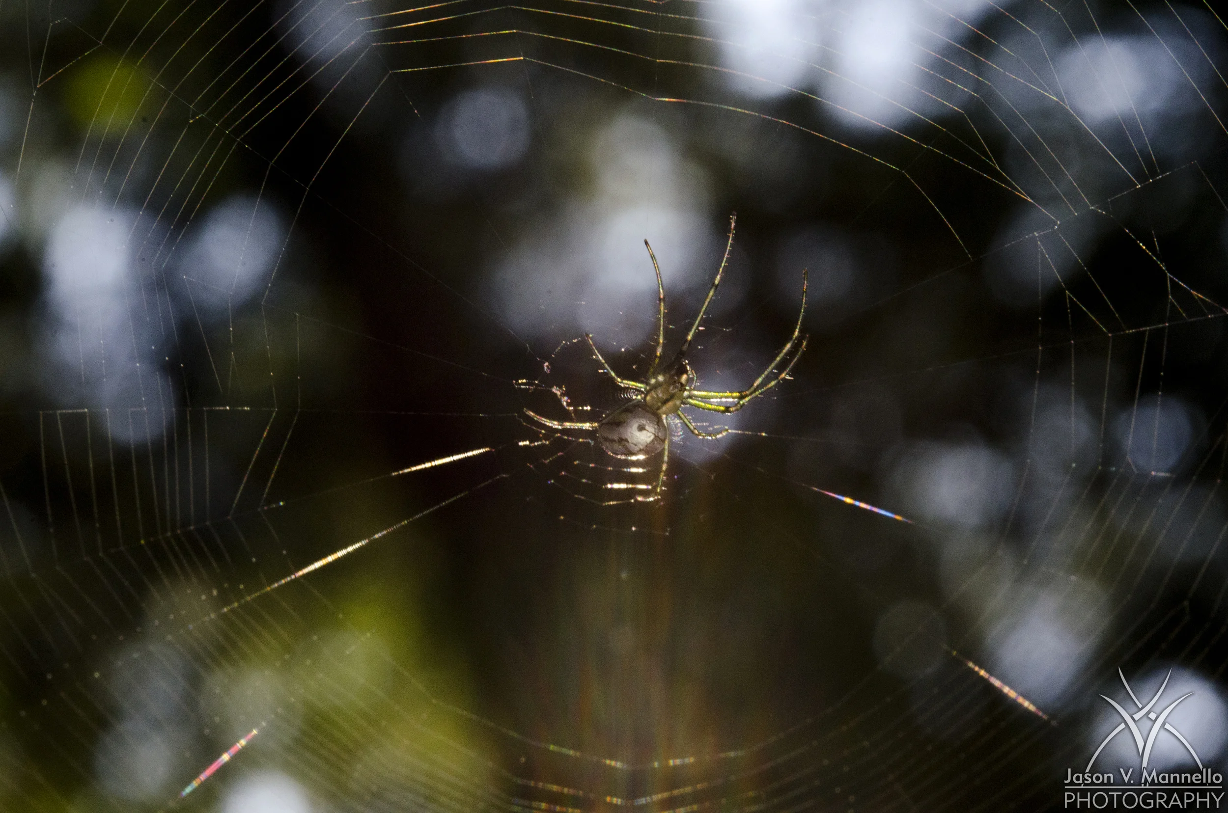 DSC_1484.jpg