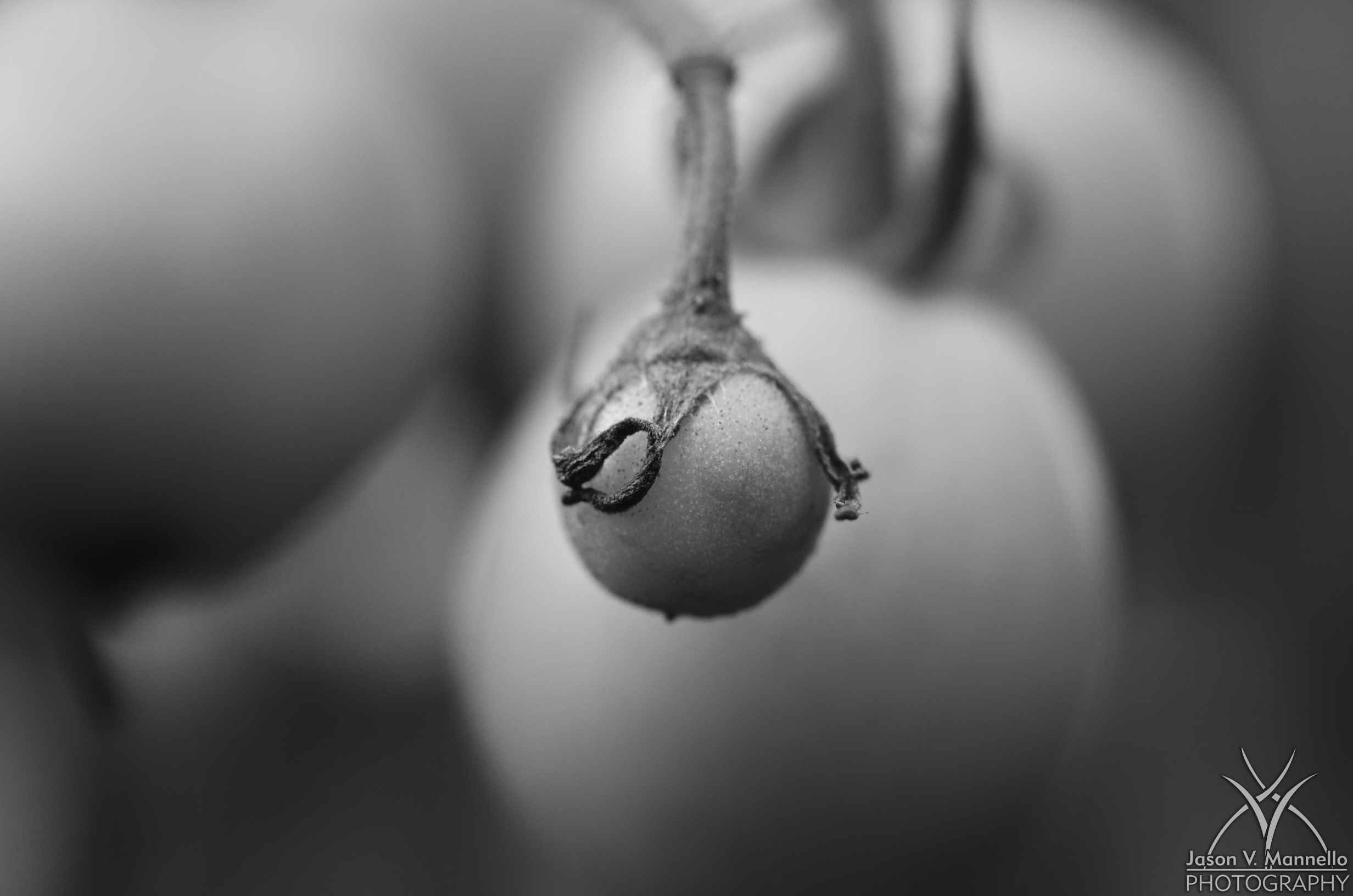 bbtomato.jpg