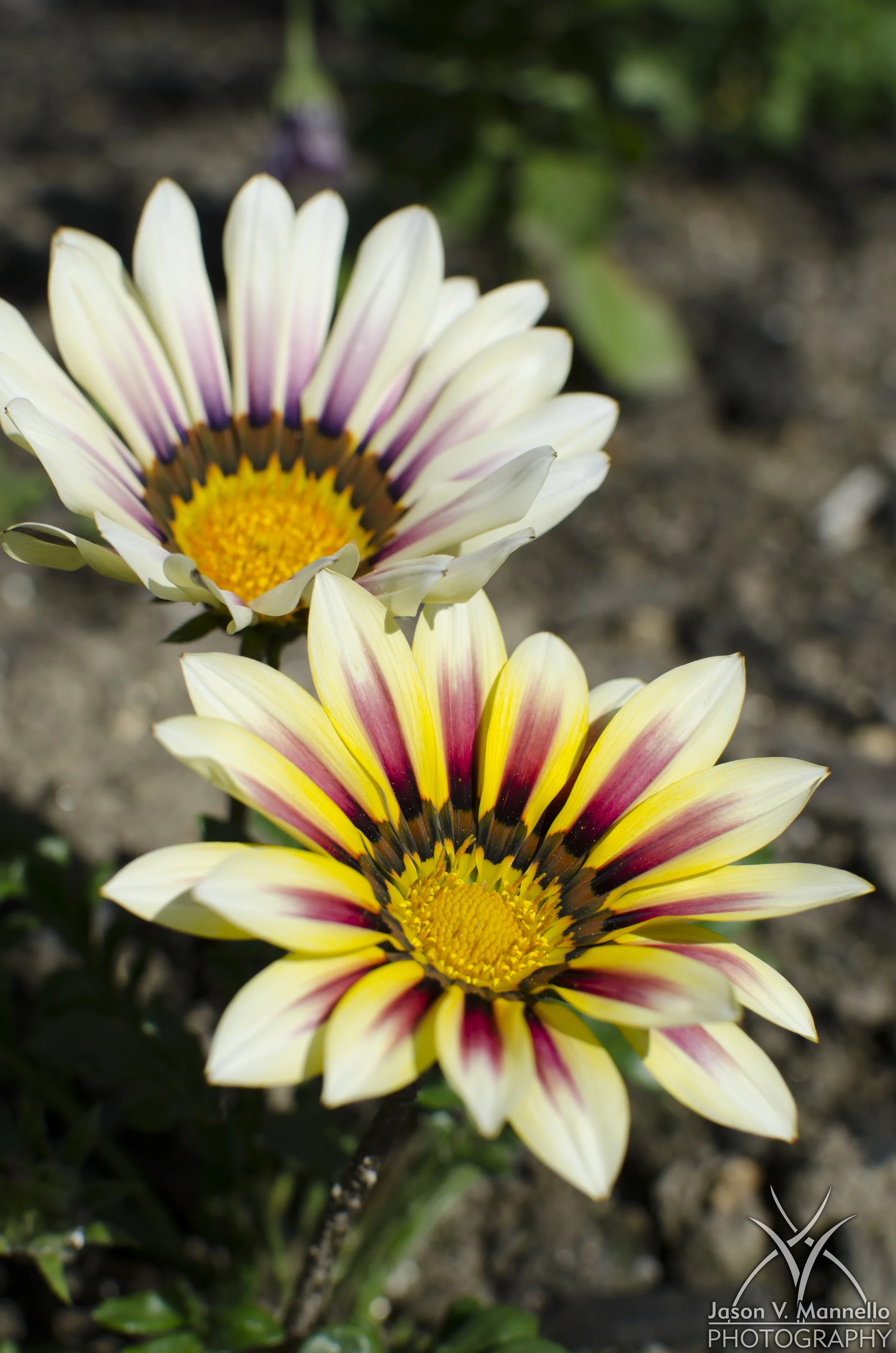 DSC_0423.jpg
