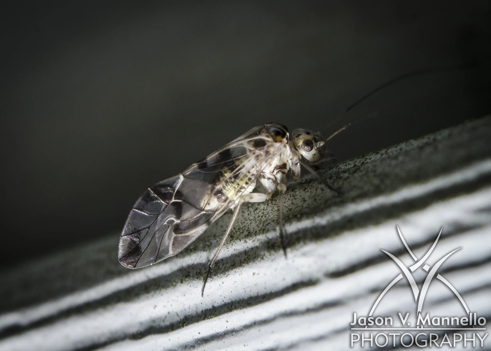 DSC_1277.jpg