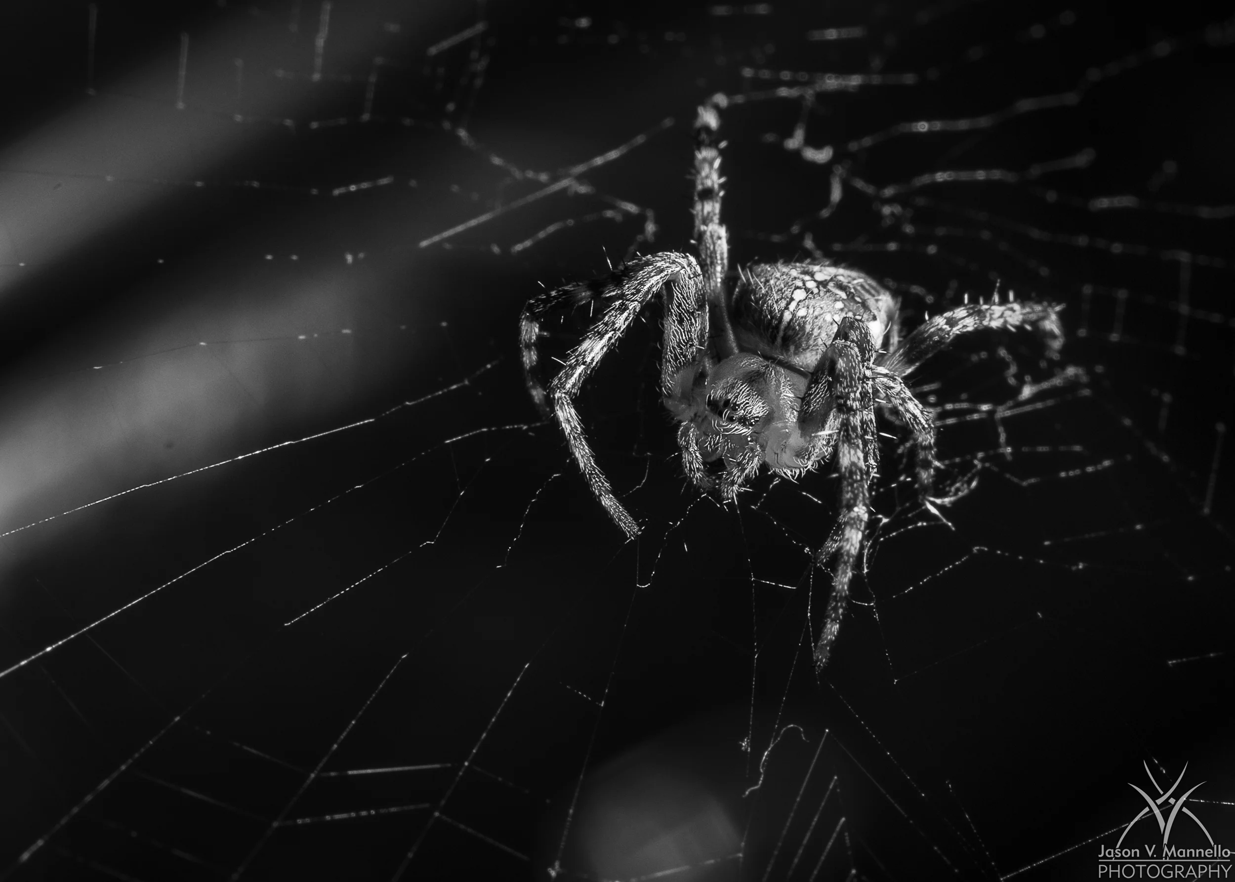Orbweaver08155bw.jpg