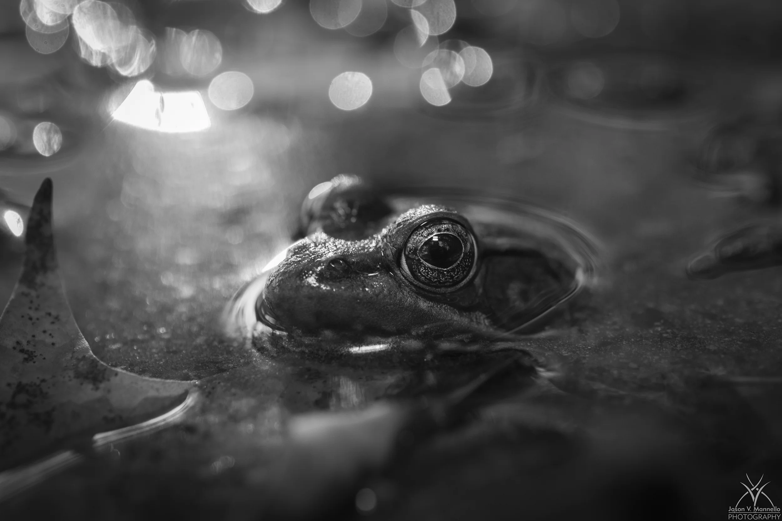 DSC_7321131.jpg