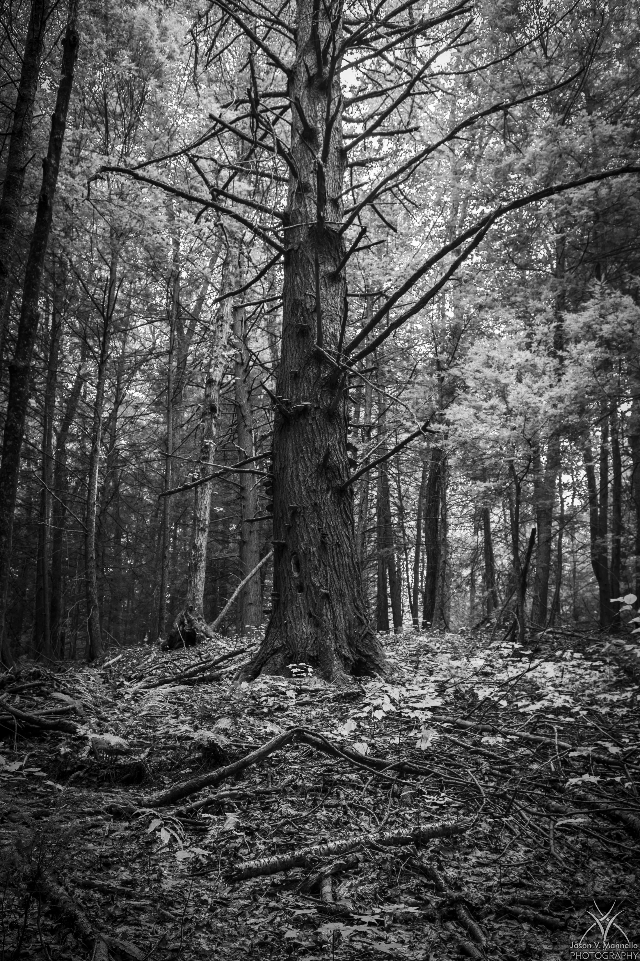 DSC_6764053.jpg