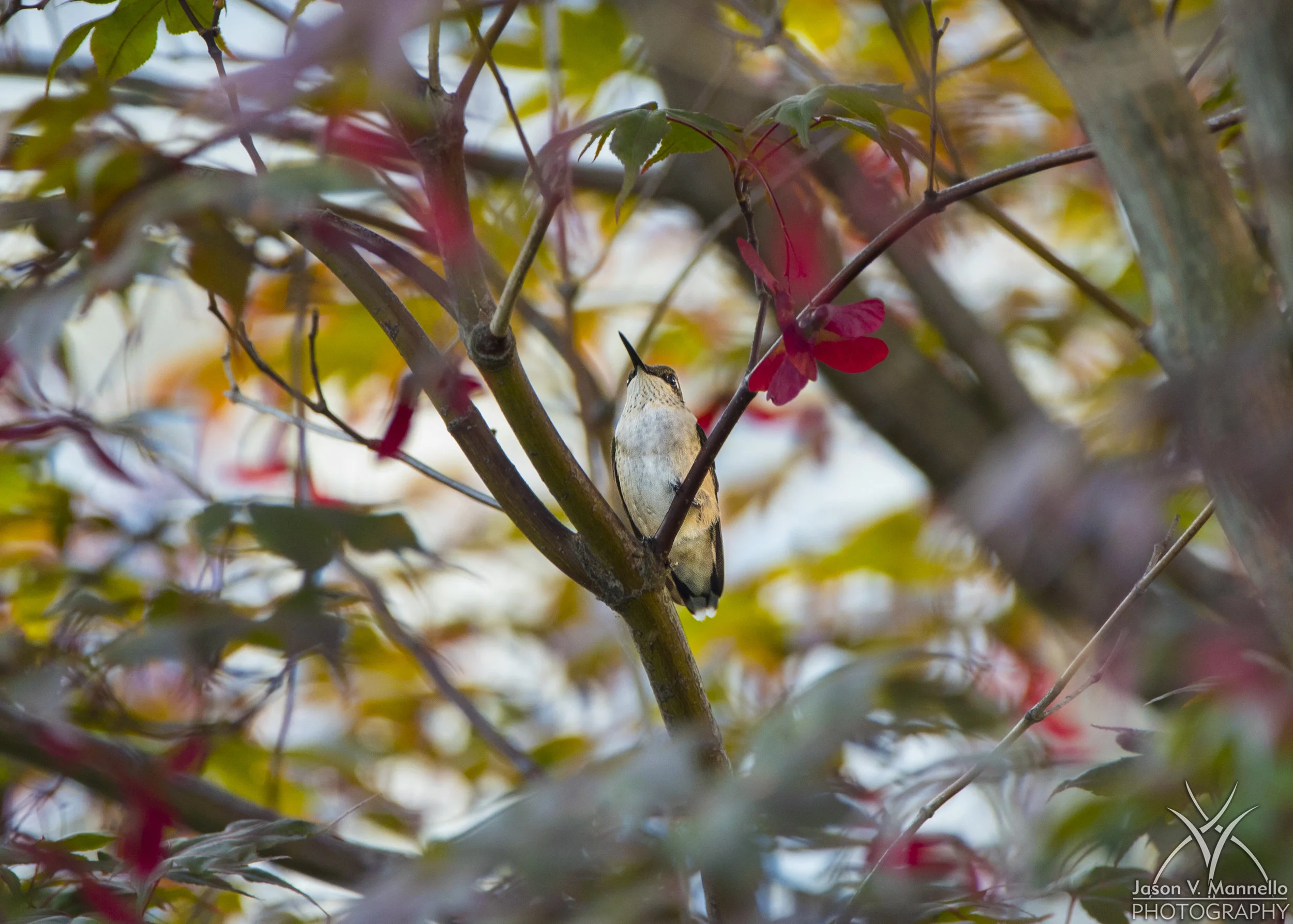 DSC_2136.jpg