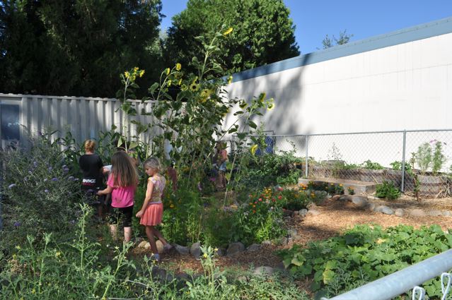 harvest time at bg club garden.jpg