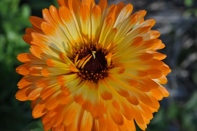 calendula.jpg