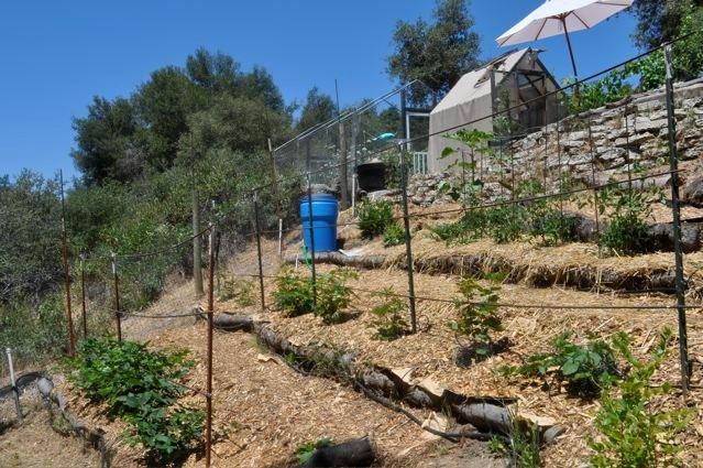 first year food forest 2012 tte.jpg