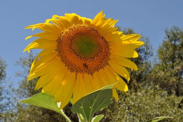 garden sunflower with bee.jpg