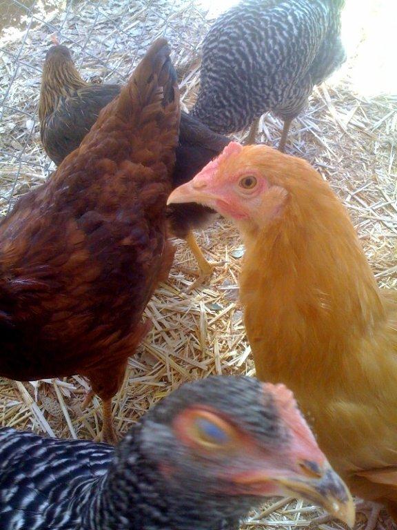 hens.jpg