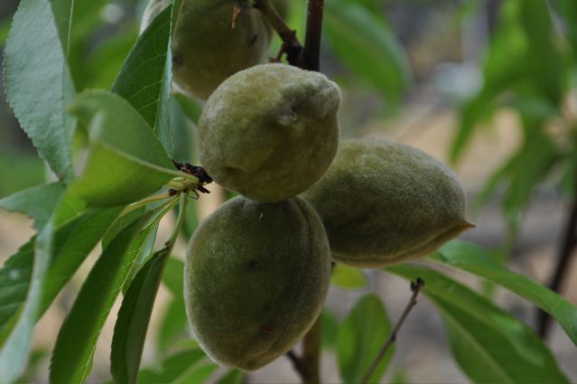 mission almonds.jpg
