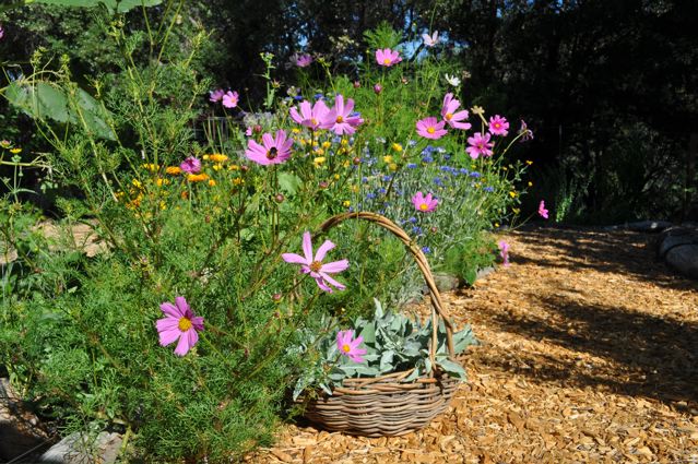 white sage gathered on buddha garden.jpg