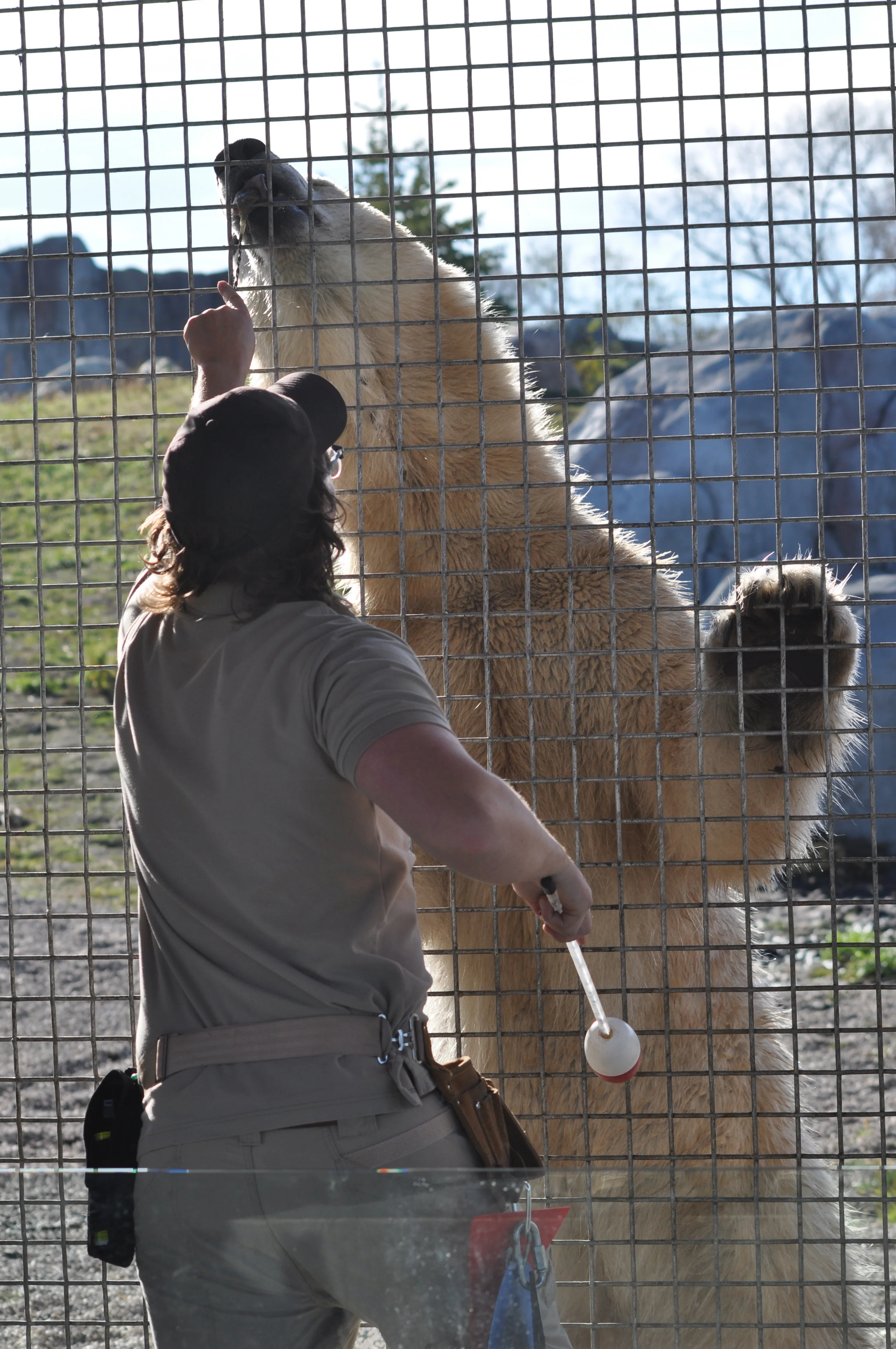 The keepers did a demonstration of their positive reinforcement training of the bears.