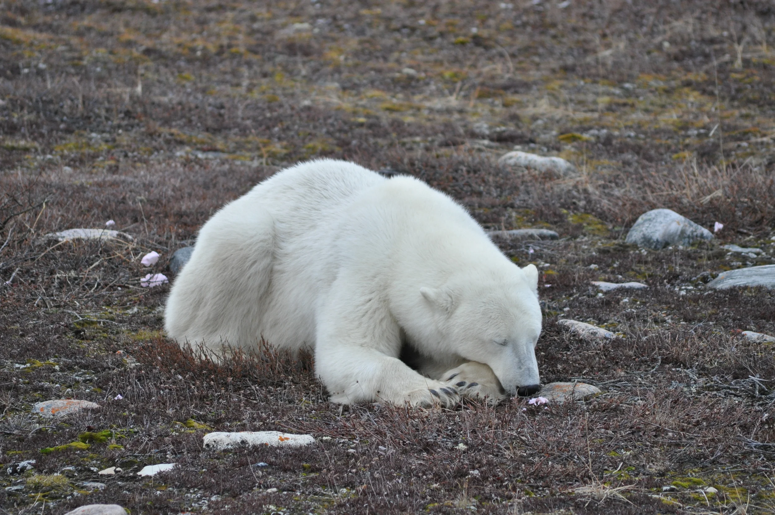 DSC_0421.JPG