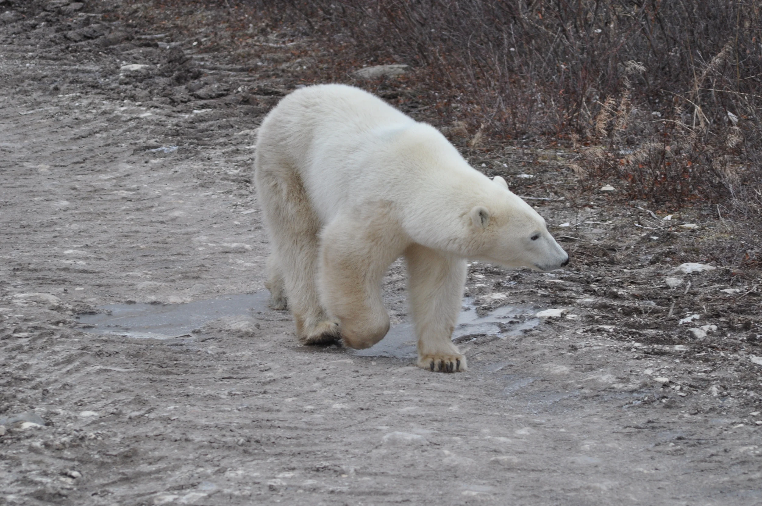 DSC_0748.JPG