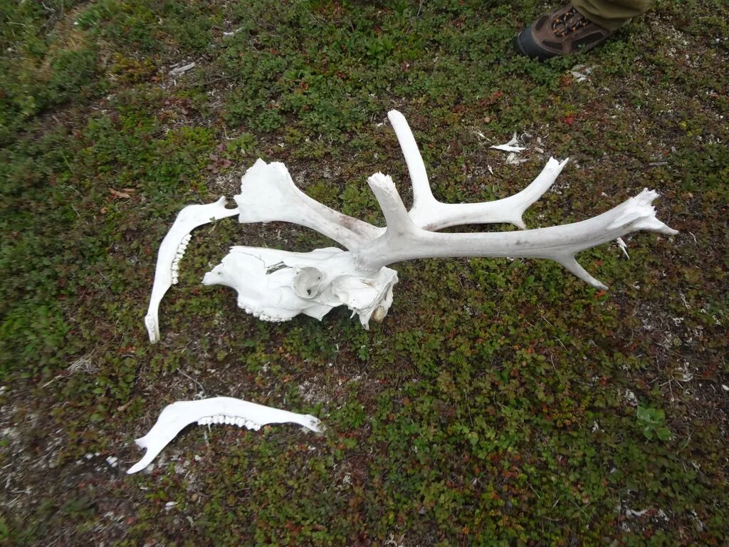 A Caribou Skull found in Wapusk