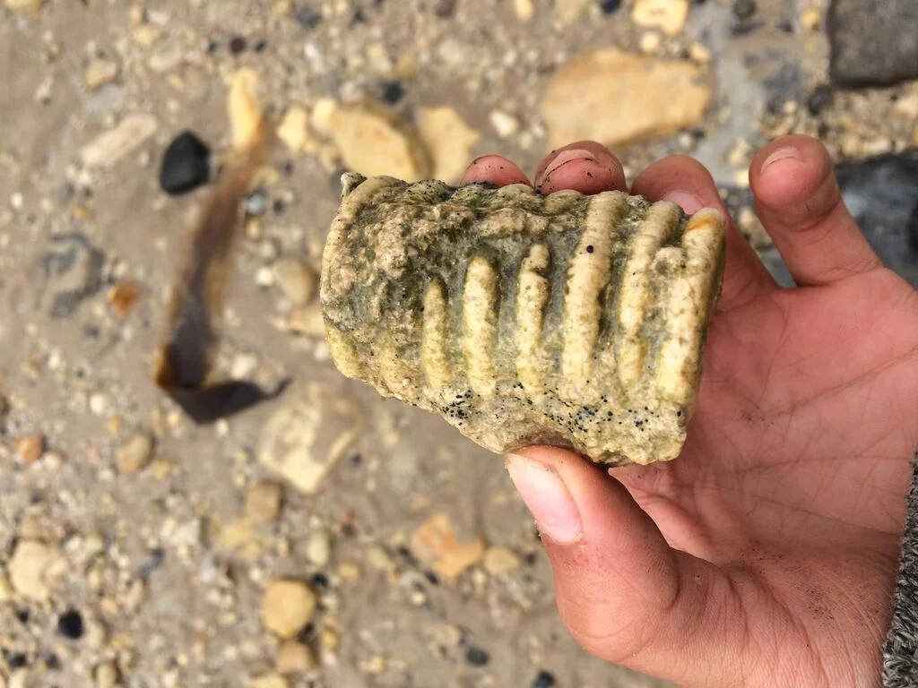 A Vertebra Fossil