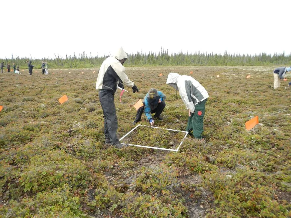 Vegetation Identification