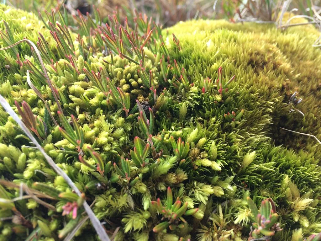 Arctic Moss