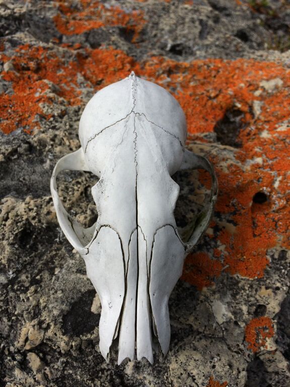 A Caribou Skull on Lichen