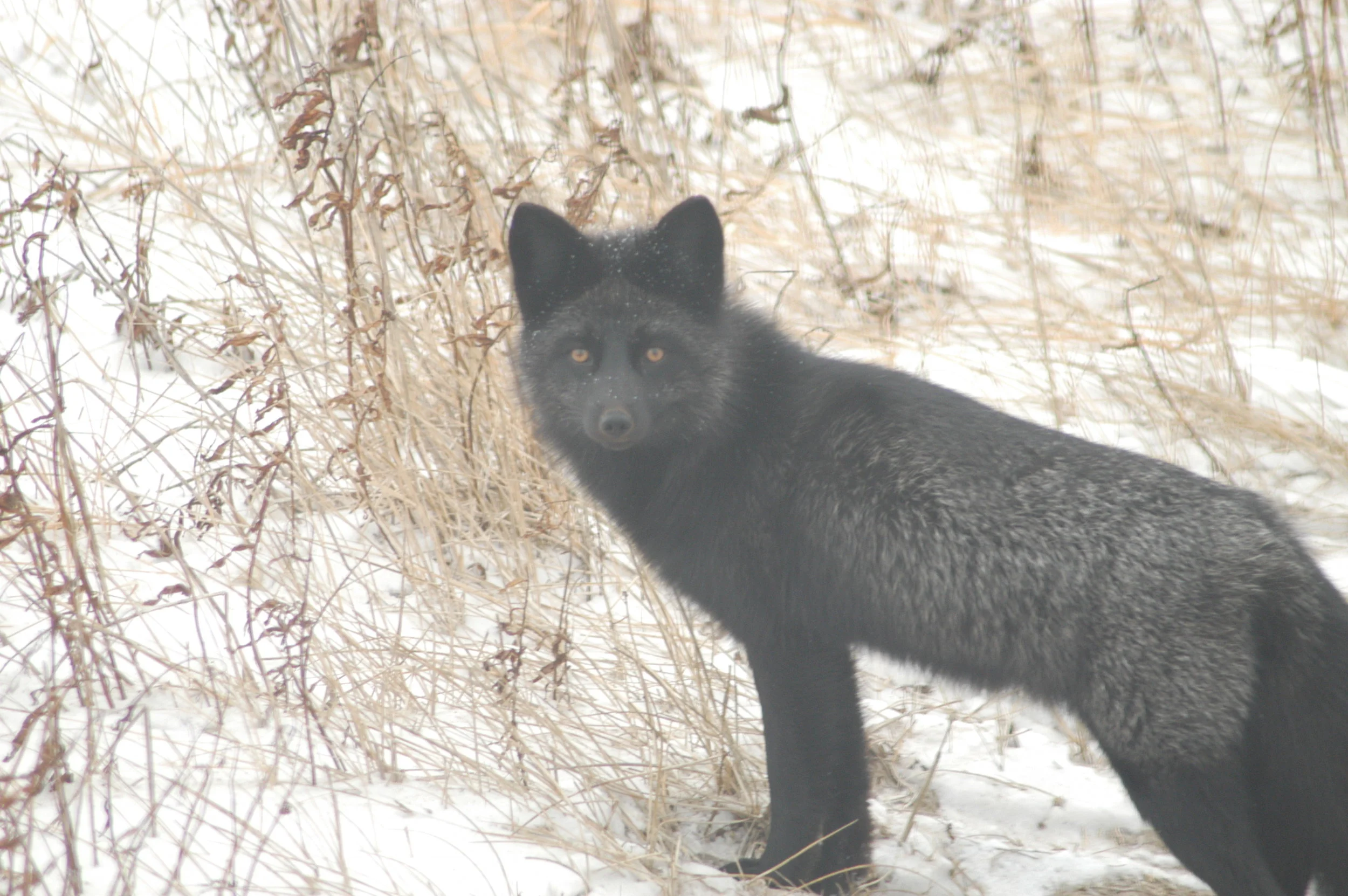 DSC_1142.JPG