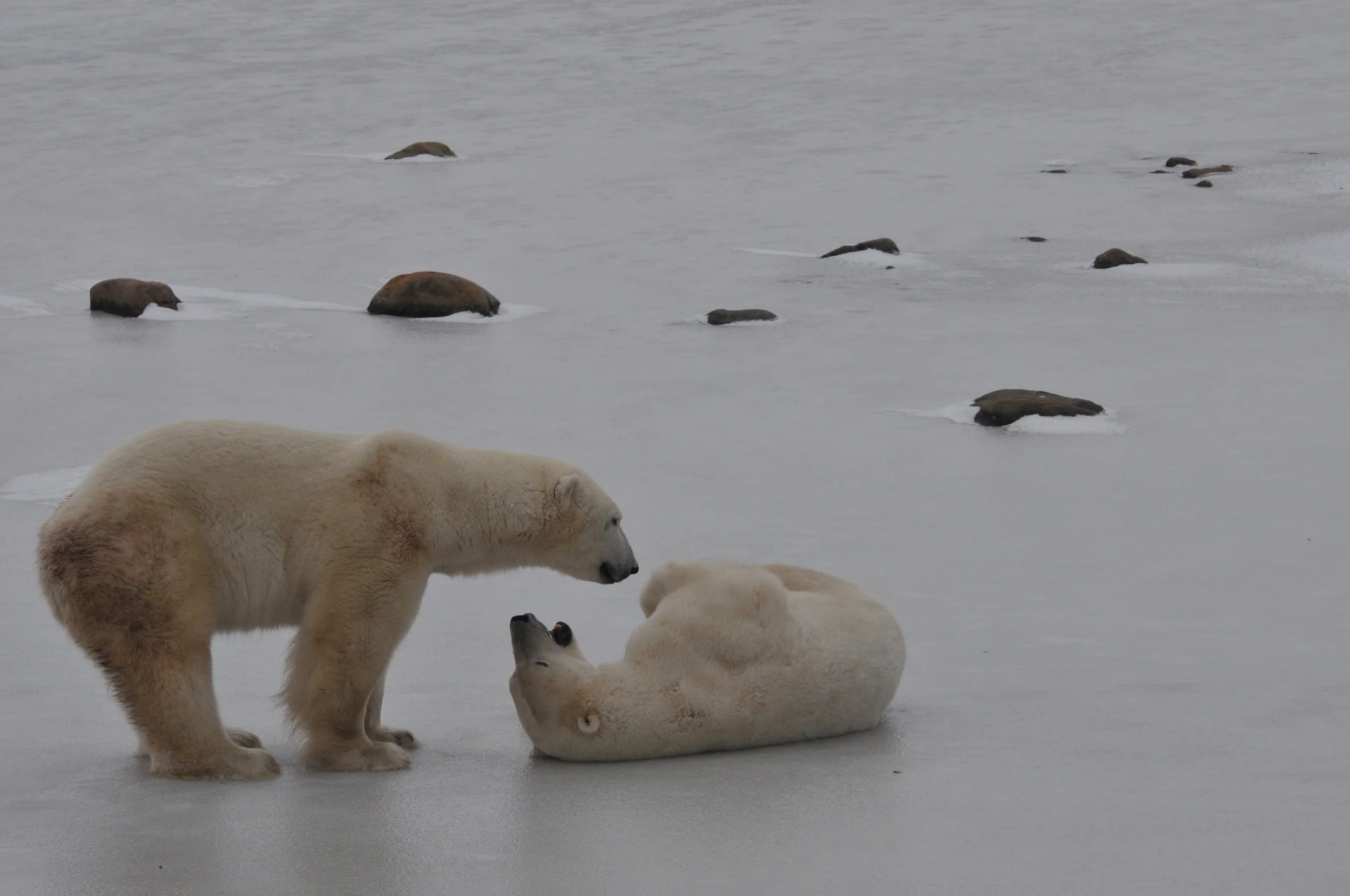 DS3_4729.JPG
