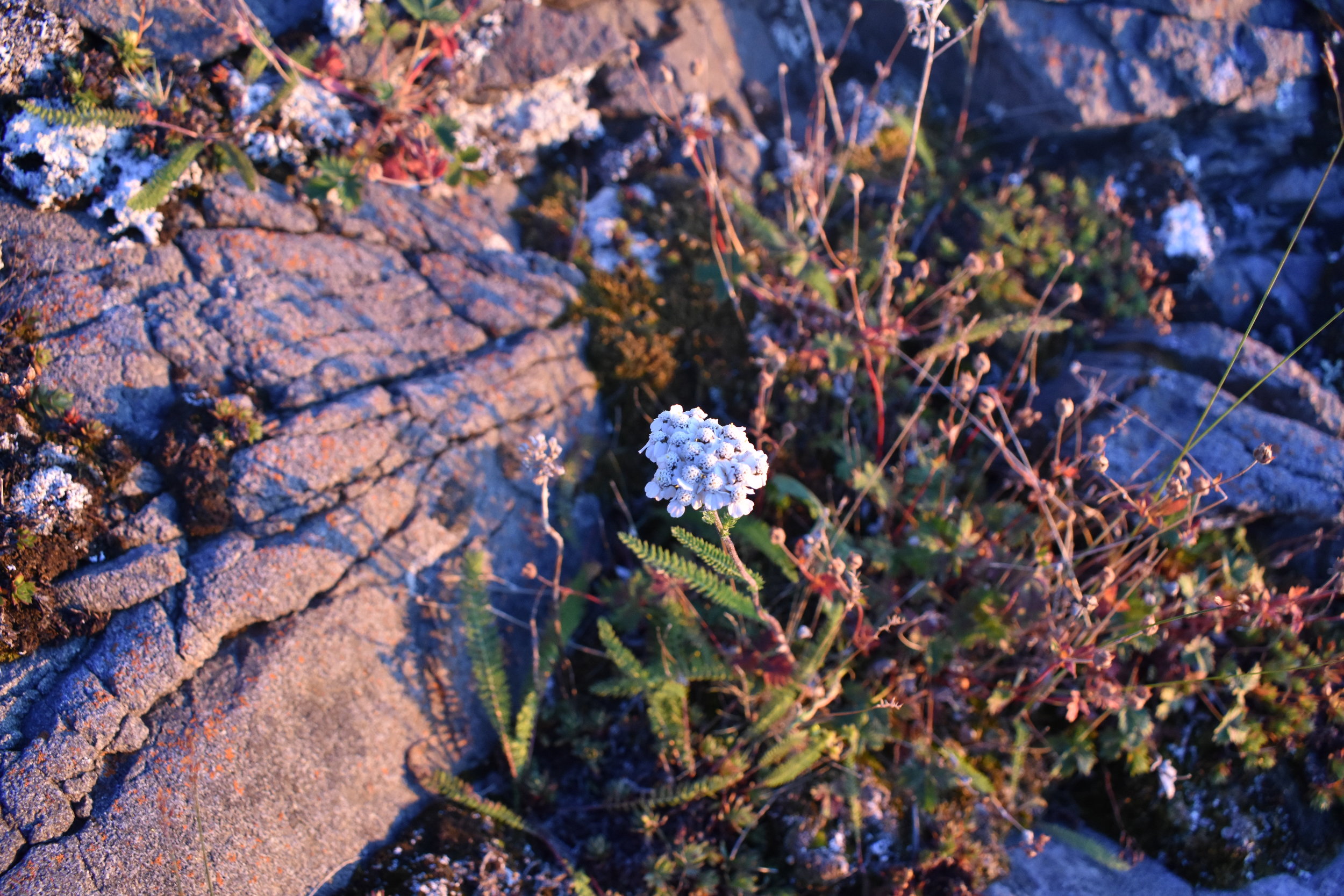 DSC_0367.JPG